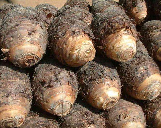 芋頭冷庫(kù)建造,芋頭保鮮庫(kù)的使用